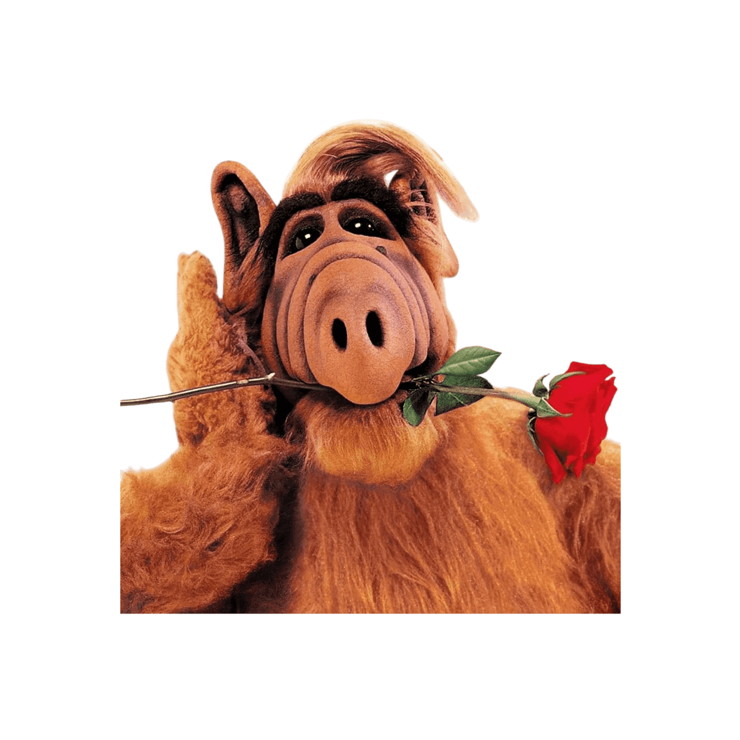 ALF