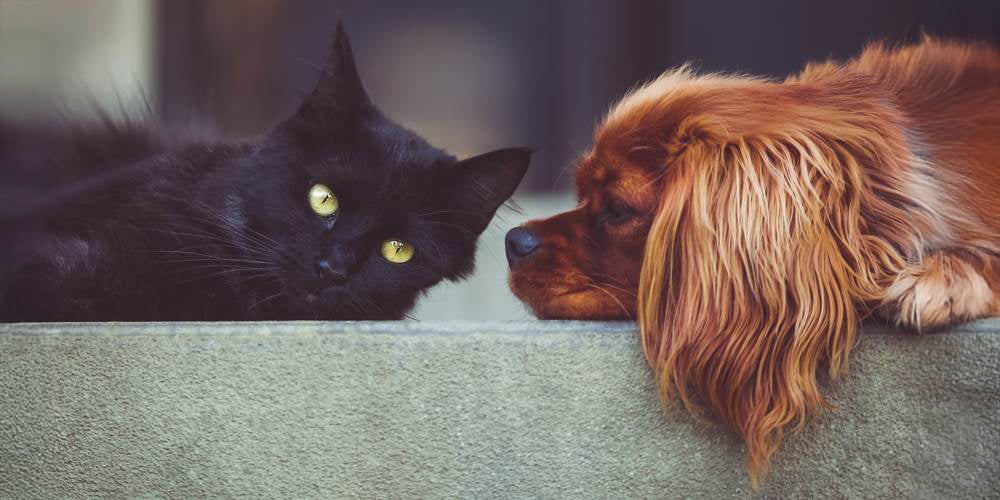 Czarny kot i rudy piesek leżący obok siebie.